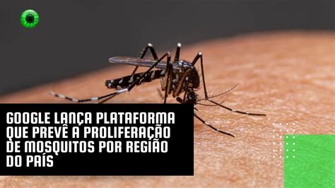 Google lança plataforma que prevê a proliferação de mosquitos por