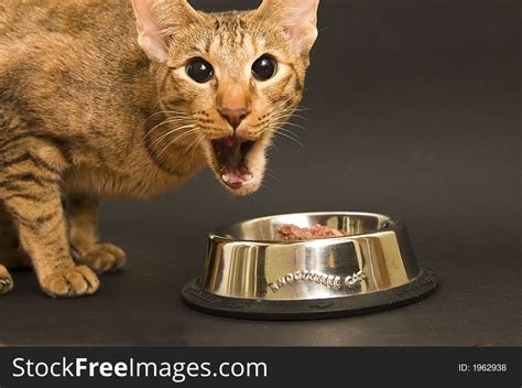 Cat Being Emotional While Eating Cat Food Free Stock Images And Photos