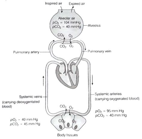 Transportation Of Carbon Dioxide In The Body Transport Informations Lane