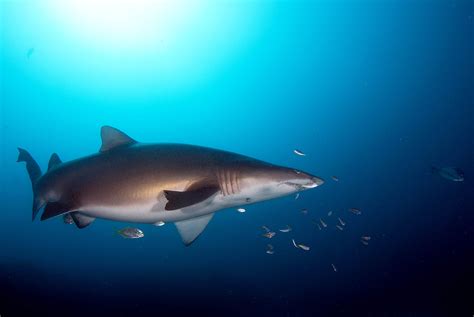 Grey Nurse Shark Australia Dive