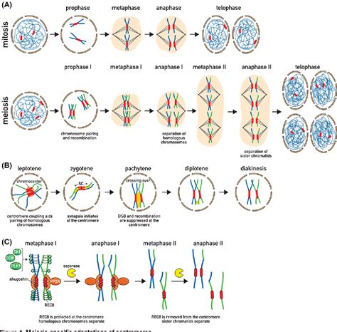 Centromere Mitosis