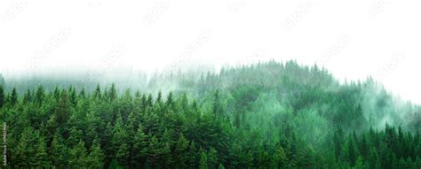 green forest with mist and clear blank space Stock Photo | Adobe Stock