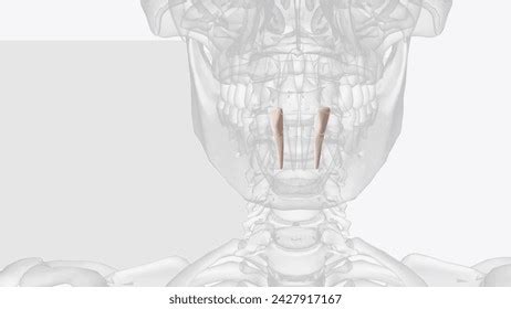 41 Mandibular Central Incisor Images, Stock Photos, and Vectors ...