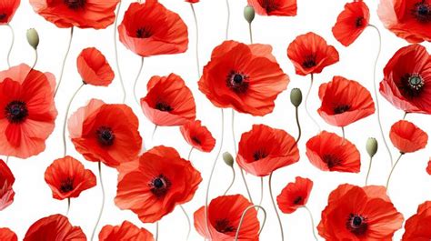 Poppy Pattern Stock Photos, Images and Backgrounds for Free Download