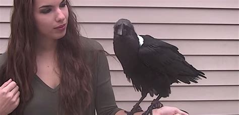 Video shows Mischief the raven mimicking human speech | Thrive