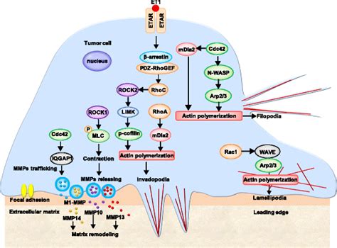 Rho Rock Signaling In Cytoskeleton Reorganization Rho Rock Signaling