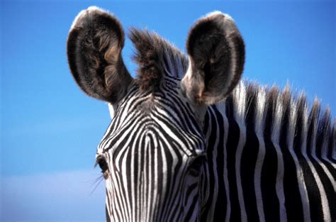 zebra's ears Free Photo Download | FreeImages