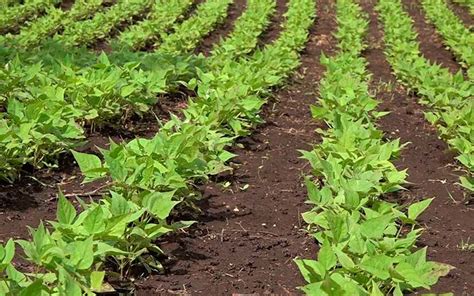 Manejo agroecológico de cultivos un aliado para enfrentar el cambio