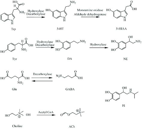 Structures And Pathways Of The Neurotransmitters And Their Metabolites