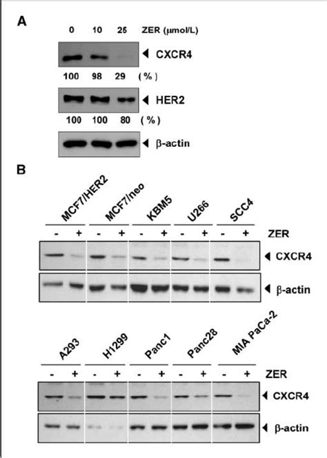 Zerumbone Down Regulates Cxcr4 In Different Cell Types A Zerumbone