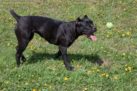 Cane Corso Puppy Is Walking On A Green Grass Cane Corso Italiano Or