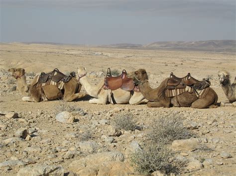 Camels Sand Desert - Free photo on Pixabay - Pixabay