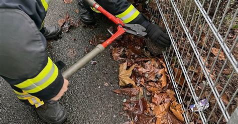 Igel Bleibt Mit Dem Kopf In Zaun Stecken Feuerwehr Kommt Zur Hilfe