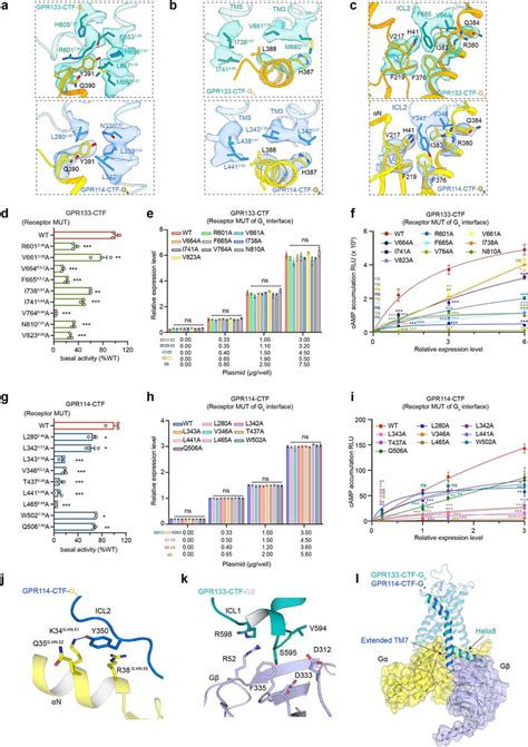 Molecular Mechanisms Of Gs Coupling To Gpr Ctf And Gpr Ctf A C