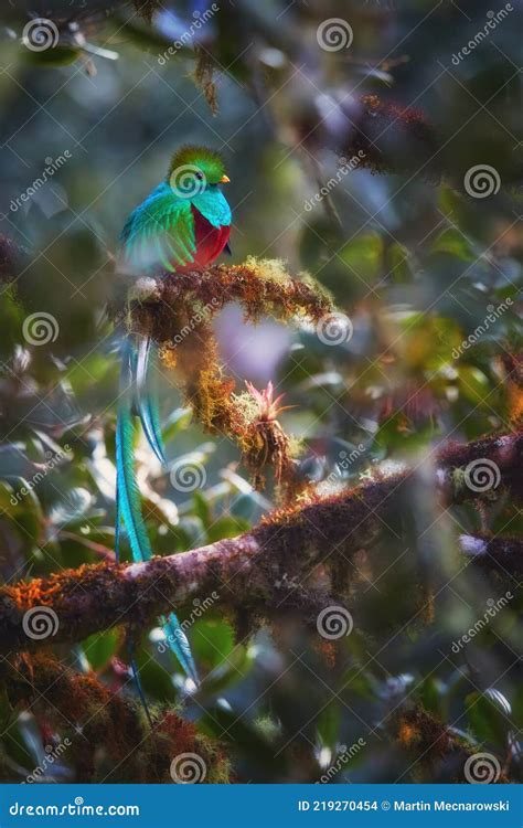 Flying Resplendent Quetzal Pharomachrus Mocinno Costa Rica With