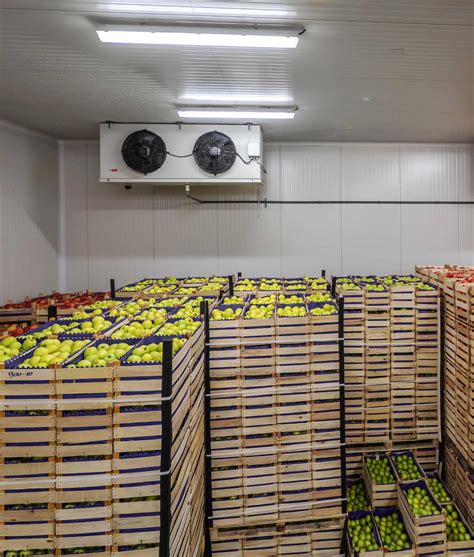 The Importance Of Pre Cooling Fruits And Vegetables Before Export