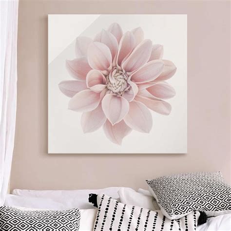 Dahlie Blume Pastell Wei Rosa Glasbild Als Quadrat Bilderwelten