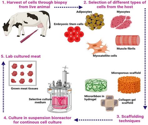 An overview of cultivated meat - Cultivated Food Article and News