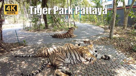 4k🇹🇭 Pattaya Thailand Walk Around Tiger Park Pattaya Play And