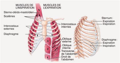 Introduction à La Sémiologie Respiratoire Flashcards Quizlet