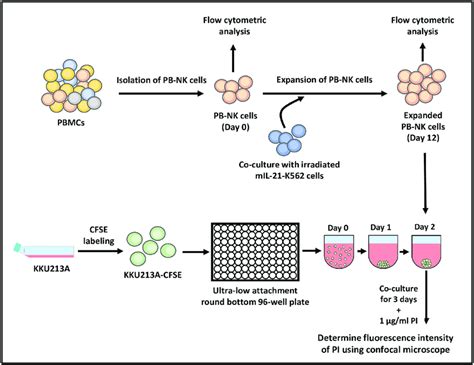 Schematic Diagram Of Cytotoxicity Assay Using Pb Nk Cells Toward The 3d