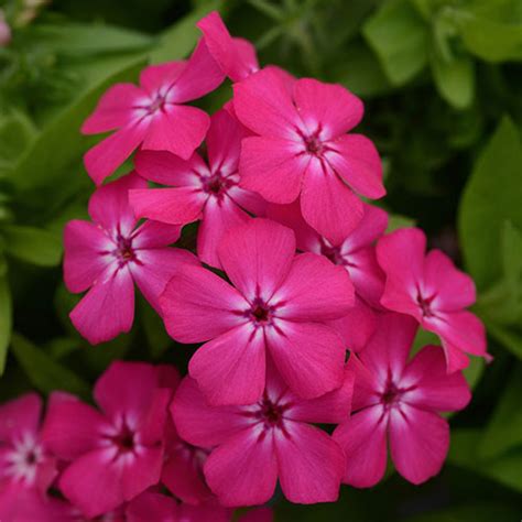 Gisele Hot Pink Phlox Vanstone Nurseries