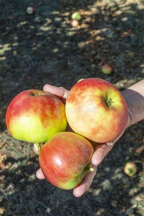 Picking Delicious Elstar And Gala Apples At The Apple Tree Stock Photo