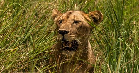 Desde Arusha Safari de 2 días a Tarangire y el Lago Manyara GetYourGuide