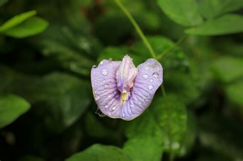 Premium Photo | A purple flower with a heart shaped flower on it