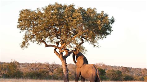 Tree In African Language at Beverly Sizemore blog