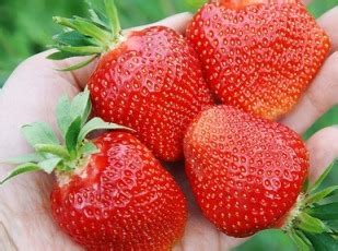 Клубника Виктория: описание сорта, фото, отзывы садоводов