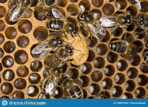 Abelha De Mel Apis Mellifera Trabalhadora Cuidando De Larvas Em Brood