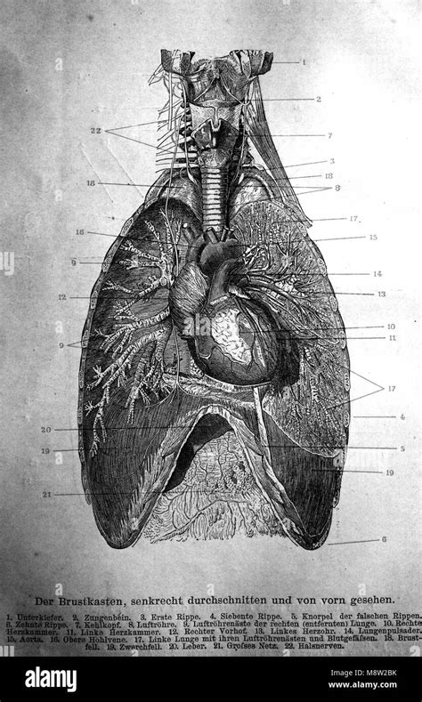 Human Thorax Hi Res Stock Photography And Images Alamy