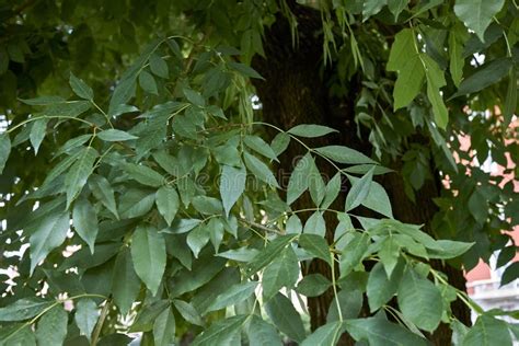 Fraxinus Pennsylvanica Bark Close Up Stock Image - Image of fraxinus ...