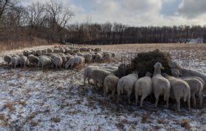 Docking Sheep Tails - Cornell Small Farms