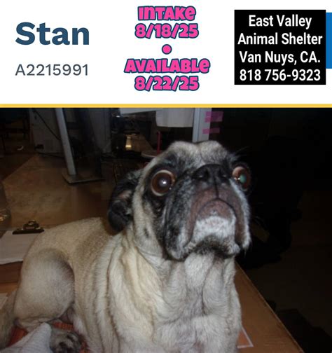 verde valley animal shelter 4