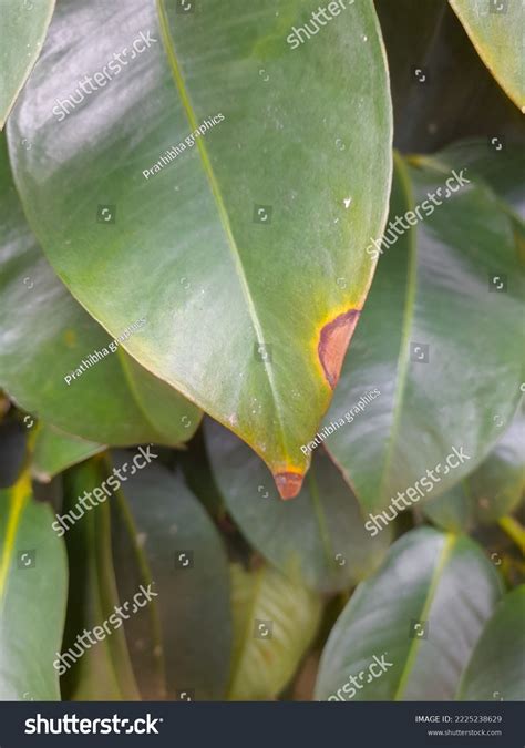 Bacteria Blight Symptoms Green Leaves Leaf Stock Photo 2225238629 ...