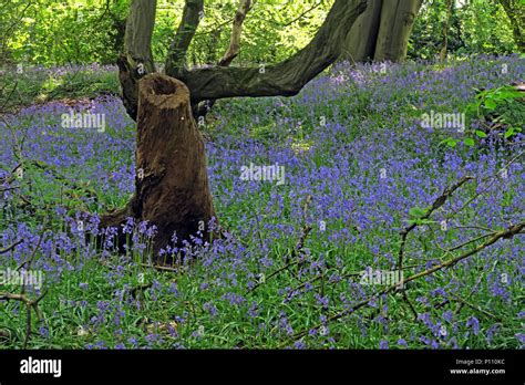 English Bluebell Wood In Spring Cheshire England Uk Stock Photo Alamy