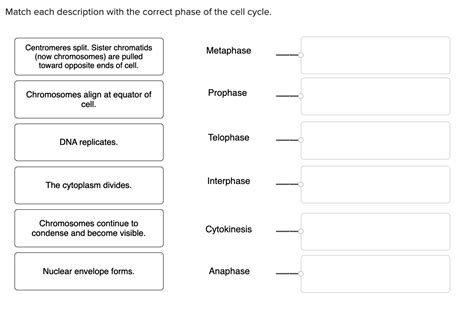 Solved Match Each Description With The Correct Phase Of The