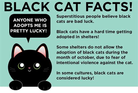 Are Black Cats Good Luck