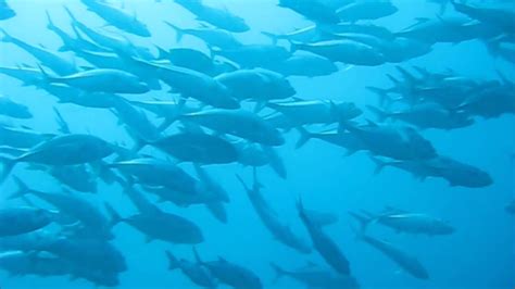 Happy Big Eye Jacks Swarming At Grand Central Station Namena Fiji