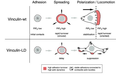 Model Of Vinculin Involvement In The Regulation Of Adhesion Turnover