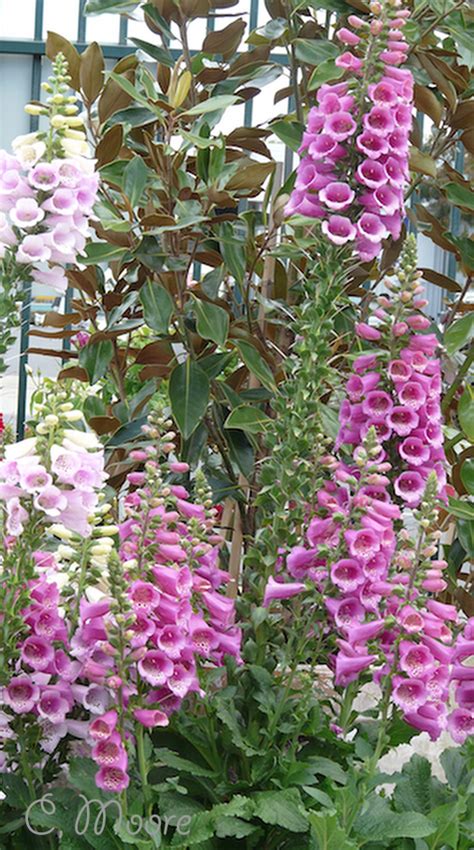 Foxglove Flowers How To Grow Foxgloves The Old Fashioned Beauties