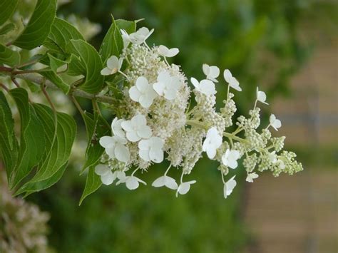 Hydrangea Paniculata Unique Inflorescences Larges Et Compactes