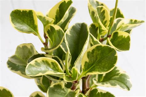 Peperomia Plants Care Growing Guide