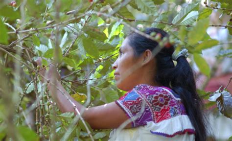 Destaca Sader Mayor Participaci N De Mujeres Rurales En Producci N De