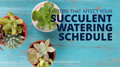 Plant Watering Schedule | Fasci Garden