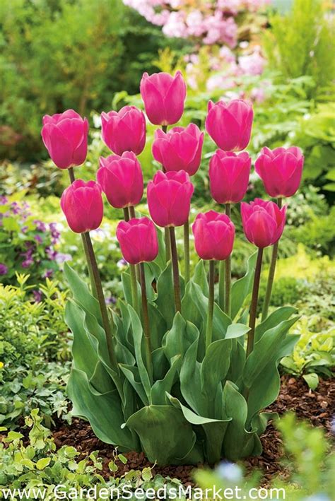 Tulipan Rose Pakke Med Stk Tulipa Rose Garden Seeds Market