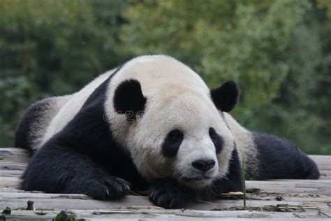 Sleeping Giant Panda stock image. Image of eating, famous - 104451629