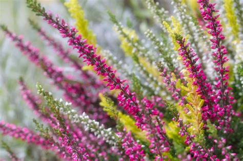 Piante Che Fioriscono In Autunno Promogiardinaggio